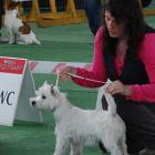 LEONIE EMI Grandiflora (wł. P. U.Solecka)