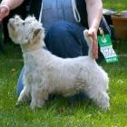 MASTER OF PUPPETS Grandiflora