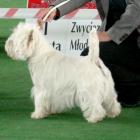 RAMMSTEIN AT Grandiflora