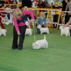 DONNA ALAYA Grandiflora