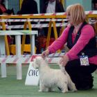 DONNA ALAYA Grandiflora