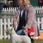 DONNA ALAYA Grandiflora