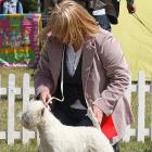 DONNA ALAYA Grandiflora