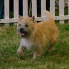 Alta Carya FCI WITALIS