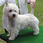 MASTER OF PUPPETS Grandiflora