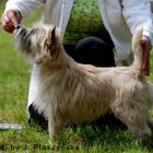 Alta Carya FCI WITALIS