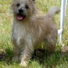 Alta Carya FCI WITALIS