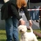 MASTER OF PUPPETS Grandiflora