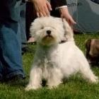 MASTER OF PUPPETS Grandiflora