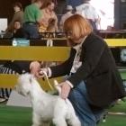 MASTER OF PUPPETS Grandiflora