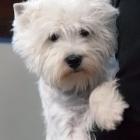 MASTER OF PUPPETS Grandiflora