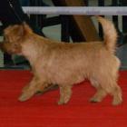 Raskens Rhapsody In Red