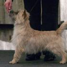 Alta Carya FCI WITALIS