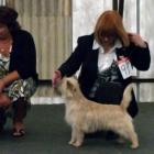 Alta Carya FCI WITALIS