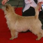 Alta Carya FCI WItalis (Vito)