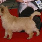 Alta Carya FCI WItalis (Vito)