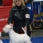 MASTER OF PUPPETS Grandiflora