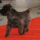 Yoghis Seal Domino BOB