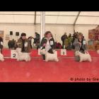 Suki - klasa otwarta