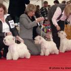 Suki - klasa otwarta