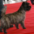 Alice In Wonderland Rottriver's