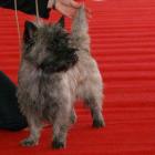 Alta Carya Honey Stone