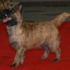 Alta Carya Million Dollar Baby