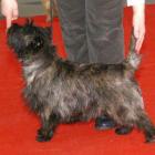 Glace Cherry Brandy (Bubak)