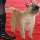 Cairn Bries Cute Willy