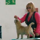 Alta Carya FCI WITALIS (Vito)