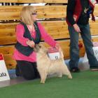 Alta Carya FCI WITALIS (Vito)