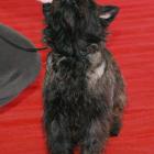 Glace Cherry Brandy (Bubak)