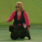 Glace Cherry Brandy (Bubak)