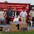 ARTEMISS Blataj - doskonała, CAC, CACIB, BOB i BOG