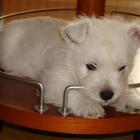 rosie_003.jpg