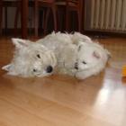 rosie_004.jpg