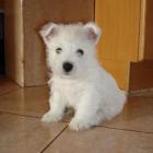 rosie_005.jpg