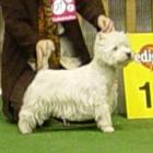 FABULOUS SOPHIE Grandiflora - Zwycięstwo Młodzieży