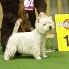 ARTEMISS Blataj - kl. otwarta, CWC, doskonała