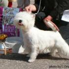 RIDE THE LIGHTNING Grandiflora - wybitnie obiecująca, BIS Puppy