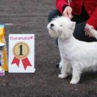 RIDE THE LIGHTNING Grandiflora - Bis Puppy