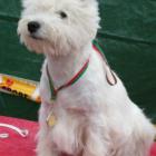 RIDE THE LIGHTNING Grandiflora