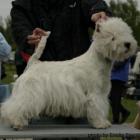 FLASH OF THE BLADE Grandiflora - kl. pośrednia, I lok., doskonała, CWC