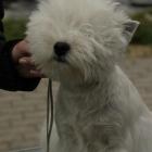 FLASH OF THE BLADE Grandiflora