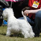 RAMMSTEIN AT Grandiflora - kl.młodzieży, II lok., doskonała