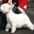 RIDE THE LIGHTNING Grandiflora