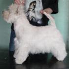 Rosie (Right Now) Grandiflora