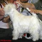 Rammstein na stoliku