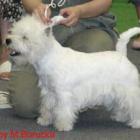 RAMMSTEIN AT Grandiflora - kl. młodzieży, II lok., doskonała