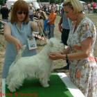 RAMMSTEIN AT Grandiflora - doskonała, Zw. Młodzieży, Najlepszy Junior w Rasie